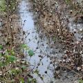 Non-stop rains since harvest began have cost Mississippi producers an estimated $371 million. These cotton plants stand wasting in a rain-saturated field on Mississippi State University's R.R. Foil Plant Science Research Facility. (Photo by Scott Corey)