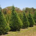 Trees at the Swedenburg Christmas Tree Farm in Columbus appear to be in good shape for the 2009 holiday season. Many Mississippi growers expect sales to increase because of travel cutbacks and plans to stay home. (Photo by Kat Lawrence)