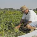 Chickasaw County farmer Doil Moore checks a young watermelon that will be ready before Fourth of July celebrations. (Photo by Linda Breazeale)