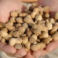 Peanut prices have more than doubled in the past year, and Mississippi's peanut producers are benefitting from timely rains and minimal problems with disease and pests. (file photo)