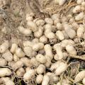 These 2012 peanuts from Mississippi's record crop are a distant memory as lower prices are prompting growers to reduce acres 58 percent from 52,000 last year to about 22,000 acres in 2013. (Photo by MSU Ag Communications/Kat Lawrence)