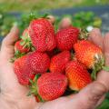 Jody Reyer began harvesting his first crop of strawberries April 9, 2013. Like much of the state's strawberry crop, Reyer's Leake County operation has struggled with cool and wet spring weather. (Photo courtesy of Brittany Reyer)