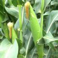 Mississippi's 2013 corn crop is at many different growth stages because of the planting challenges farmers encountered last spring. (Photo from MSU Ag Communications archive)