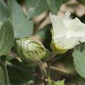 The state's cotton remains two to four weeks behind schedule after rains delayed spring planting. One cotton boll is nearing maturity as another flower blooms on this cotton plant Aug. 23, 2013, on Mississippi State University's R.R. Foil Plant Science Research Center in Starkville. (Photo by MSU Ag Communications/Kat Lawrence)