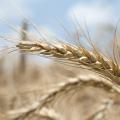 Mississippi producers are expected to plant more than 400,000 acres of wheat this fall. (Photo by MSU Ag Communications/Kat Lawrence)