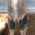 Damaged, broken or cracked hooves indicate the deer contracted hemorrhagic disease, caused by either the epizootic hemorrhagic disease virus or bluetongue virus. (Photo by MSU Extension Service/Bronson Strickland)