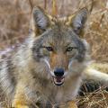 The coyote is an opportunistic hunter in both rural and urban areas. It looks like a medium-sized collie or German shepherd. (Photo courtesy of Eric Wengert)