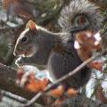 This squirrel enjoys the fruits of his labor after digging up a nearby cache. (Photo by Marina Denny)