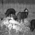 Before building a trap, landowners and managers should use whole-kernel, shelled corn to establish bait sites that attract wild hogs. (Photo courtesy of Rob Holtfreter)