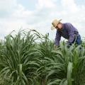 Award-winning forage specialist Rocky Lemus, associate Extension and research professor at Mississippi State University, examines grass growing in 2015 research plots. (MSU Extension Service file photo)