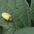 Redbanded stinkbugs, such as this pest seen Aug. 17, 2017, on a soybean plant at the Delta Research and Extension Center in Stoneville, Mississippi, are very damaging, invasive pests showing up in large numbers this year in fields across the Southeast. (Photo by MSU Delta Research and Extension Center/Don Cook)