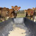 Jersey cows huddle outside the Joe Bearden Dairy Research Center in Sessums, Mississippi in February. Primarily due to a lower number of dairy cows, the state’s milk production in the first quarter of 2017 was down from the previous year. (Photo by MSU Extension/Kevin Hudson)