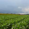 Dark clouds move toward Mississippi State University soybean and corn plots at the R.R. Foil Plant Science Research Center in Starkville, Mississippi, on Aug. 17, 2017. (Photo by MSU Extension Service/Linda Breazeale)