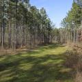 With a new sawmill in central Mississippi and the prospect of more being built, timber plots like this one at Coontail Farm in Aberdeen will be a good investment long-term despite middling timber market conditions now. (File photo by MSU Extension Service/Kevin Hudson)