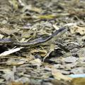 Grey rat snakes, such as this one, are commonly seen here in Mississippi. They are not venomous and generally would prefer to be left alone. (Photo by MSU Extension Service/Evan O’Donnell)