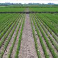 This 2016 rice field is growing the Thad variety of foundation seed stock at the North Mississippi Research and Extension Center in Verona, Mississippi. Most of the 2017 rice crop is at or beyond this growth stage that is ready for floodwaters. (File photo by Mississippi Foundation Seed Stock/Randy Vaughan)