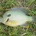 Hybrid sunfish, sometimes called hybrid bream, are good options for small ponds because they grow quickly, especially when fed, and they are easy to catch. (Photo by MSU Extension Service/Wes Neal)