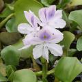 Water hyacinths produce lovely blooms on Mississippi water surfaces during the summer, but this aggressive and invasive plant blocks light, stops photosynthesis for the plants growing below the surface and eliminates oxygen in the water. Freezing temperatures will kill plants, causing additional water quality problems. (Photo by MSU Extension Service/ J. Wesley Neal)