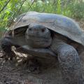 A gopher tortoise walking in one of south Mississippi's remaining longleaf pine forest.