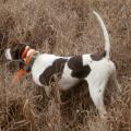 A bird dog is on point in tall grass as it detects quail.