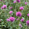 The hot-pink flowers of Fireworks gomphrenas have little, yellow tips that capture the essence of a celebratory explosion. (Photo by MSU Extension/Gary Bachman)