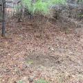 Dry leaves and pine straw are cleared away in a round, bare area on the ground below small pine branches. 