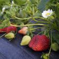 Strawberries in various stages of ripening sit on top of black weed barrier matting.