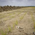 Short, green rice plants stand in a Drew, Mississippi, field.