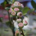 These early stage blueberries are green with a pink center.