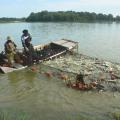 Two men in a boat on a pond draw in a large net full of active fish.