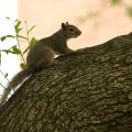 A gray squirrel pauses as it climbs a tree.