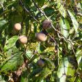 Several ripe persimmons hang from tree branches surrounded by green leaves.