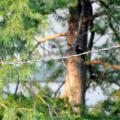 red-winged blackbird on a wire