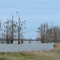 A lake with bare trees full of large birds perched in the branches.