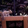 Alert gray squirrel pauses on a platform with shrubbery in the background.