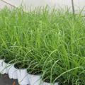 White flower pots containing green lemongrass are lined up on the ground.