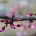 Tiny pink buds cluster in groups on a bare branch.