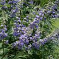 Spikes covered with small purple flowers extend from a green bush.