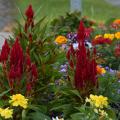 Fiery red blooms reach upward against a brick wall.