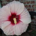 A large, light pink flower with a dark center fills the frame from its placement in front of a brick wall.