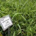 A clump of green rye and vetch grasses with a label resting on a short metal pole in the foreground.