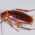 Image is of a shiny, medium-brown cockroach with six legs and long antennae.