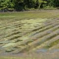 A muddy field with standing water in its furrows.