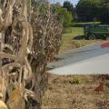 White ends on a piece of red machinery are poised in front of a row of dried, brown corn on a farm with a piece of green farm machinery in the background.