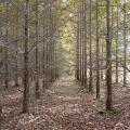 Rows of evenly spaced, young trees with brown leaves on the ground.