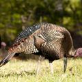 A mature turkey walks to the right through low grass as it examines the ground on a sunny day.