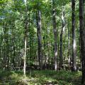 Countless trees of various sizes with the sun breaking through the canopy in spots.