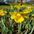 A blooming, yellow daffodil in focus in the foreground with a large cluster of other daffodils behind it out of focus.