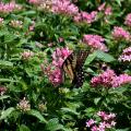 A tiger swallowtail butterfly rests on a cluster of pink blooms rising above green leaves.