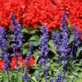 About two dozen upright flowers are in front of sea of red flowers out of focus in the background.